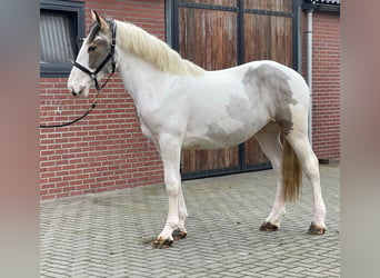 Connemara Mestizo, Caballo castrado, 4 años, 160 cm, Pío