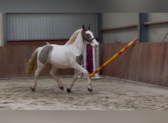 Connemara Mestizo, Caballo castrado, 4 años, 160 cm, Pío