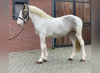 Connemara Mestizo, Caballo castrado, 4 años, 160 cm, Pío