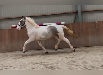 Connemara Mestizo, Caballo castrado, 4 años, 160 cm, Pío