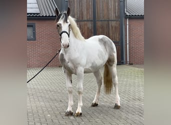 Connemara Mestizo, Caballo castrado, 4 años, 160 cm, Pío