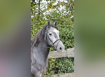 Connemara Mestizo, Caballo castrado, 4 años, 160 cm, Tordo rodado