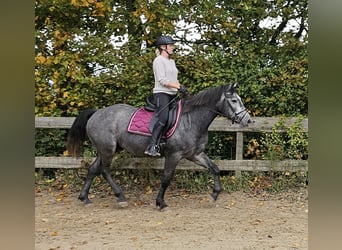 Connemara Mestizo, Caballo castrado, 4 años, 160 cm, Tordo rodado