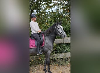 Connemara Mestizo, Caballo castrado, 4 años, 160 cm, Tordo rodado