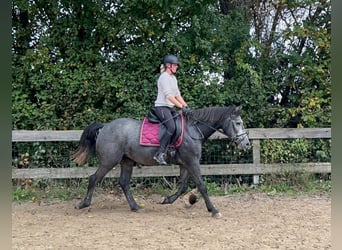 Connemara Mestizo, Caballo castrado, 4 años, 160 cm, Tordo rodado