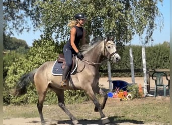 Connemara, Caballo castrado, 4 años, 162 cm, Musgo marrón
