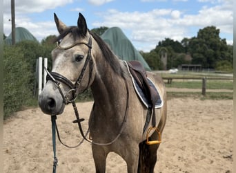 Connemara, Caballo castrado, 4 años, 162 cm, Musgo marrón