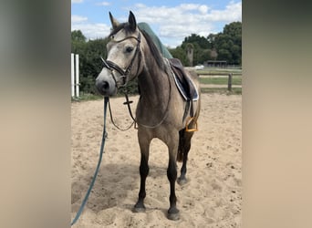 Connemara, Caballo castrado, 4 años, 162 cm, Musgo marrón