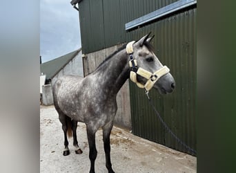 Connemara, Caballo castrado, 4 años, Tordo