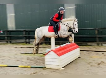 Connemara, Caballo castrado, 5 años, 138 cm, Tordillo negro