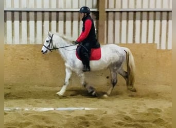 Connemara, Caballo castrado, 5 años, 138 cm, Tordillo negro