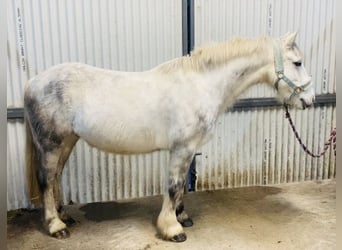 Connemara, Caballo castrado, 5 años, 138 cm, Tordillo negro