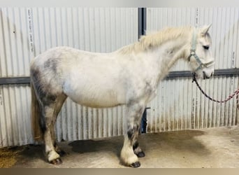 Connemara, Caballo castrado, 5 años, 138 cm, Tordillo negro