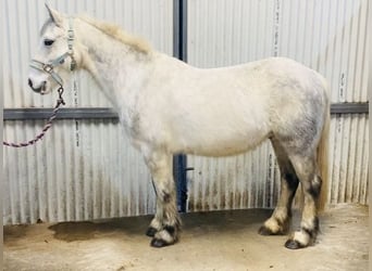 Connemara, Caballo castrado, 5 años, 138 cm, Tordillo negro