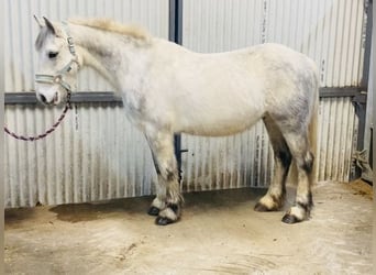 Connemara, Caballo castrado, 5 años, 138 cm, Tordillo negro