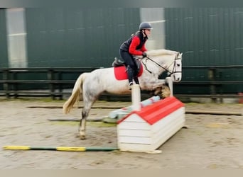 Connemara, Caballo castrado, 5 años, 138 cm, Tordillo negro