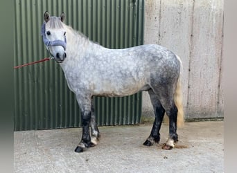 Connemara, Caballo castrado, 5 años, 138 cm, Tordo rodado