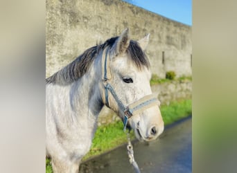 Connemara, Caballo castrado, 5 años, 140 cm