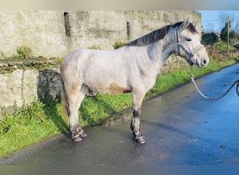 Connemara, Caballo castrado, 5 años, 140 cm