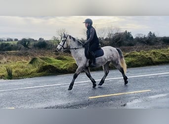 Connemara, Caballo castrado, 5 años, 140 cm