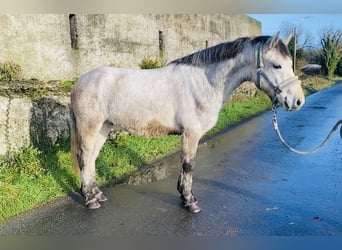 Connemara, Caballo castrado, 5 años, 140 cm