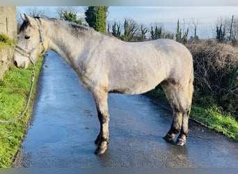 Connemara, Caballo castrado, 5 años, 140 cm