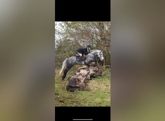 Connemara, Caballo castrado, 5 años, 143 cm, Tordo rodado