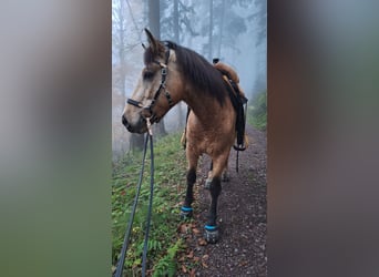 Connemara Mestizo, Caballo castrado, 5 años, 145 cm, Bayo