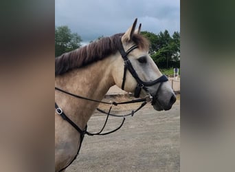 Connemara, Caballo castrado, 5 años, 145 cm, Bayo