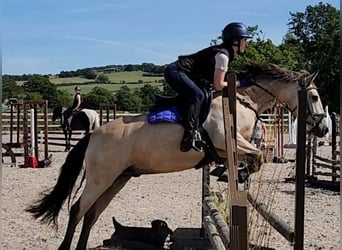 Connemara, Caballo castrado, 5 años, 145 cm, Bayo