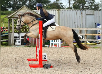 Connemara, Caballo castrado, 5 años, 145 cm, Bayo