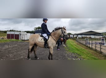 Connemara, Caballo castrado, 5 años, 145 cm, Bayo