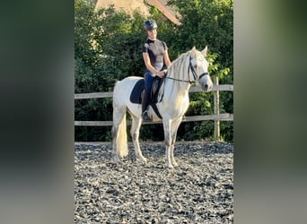 Connemara, Caballo castrado, 5 años, 145 cm, Tordo rodado