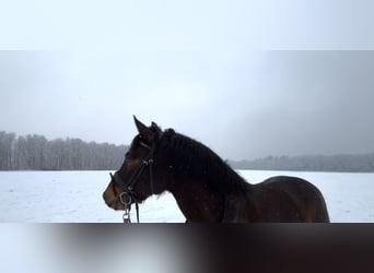 Connemara, Caballo castrado, 5 años, 146 cm, Castaño