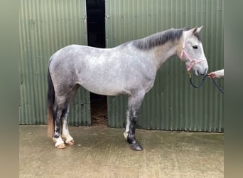Connemara, Caballo castrado, 5 años, 146 cm, Tordo