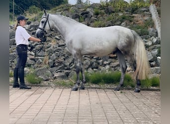 Connemara, Caballo castrado, 5 años, 147 cm, Porcelana