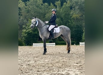Connemara, Caballo castrado, 5 años, 147 cm, Tordillo negro