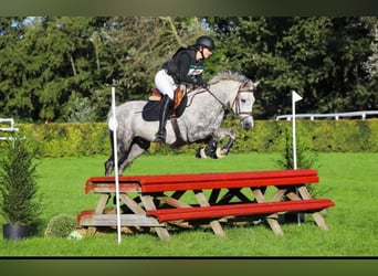 Connemara, Caballo castrado, 5 años, 147 cm, Tordo