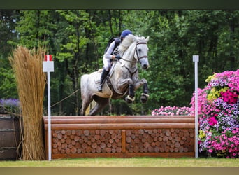 Connemara, Caballo castrado, 5 años, 147 cm, Tordo