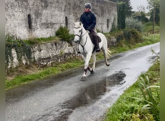 Connemara, Caballo castrado, 5 años, 147 cm, Tordo