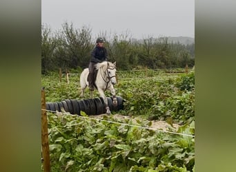 Connemara, Caballo castrado, 5 años, 147 cm, Tordo