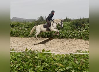 Connemara, Caballo castrado, 5 años, 147 cm, Tordo