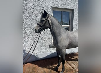 Connemara, Caballo castrado, 5 años, 147 cm, Tordo