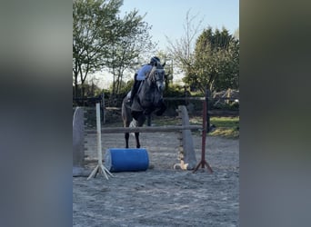 Connemara, Caballo castrado, 5 años, 147 cm, Tordo