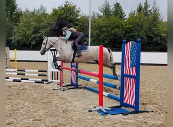 Connemara, Caballo castrado, 5 años, 147 cm, Tordo rodado