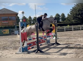 Connemara, Caballo castrado, 5 años, 147 cm, Tordo rodado