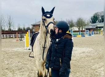 Connemara, Caballo castrado, 5 años, 148 cm, Bayo