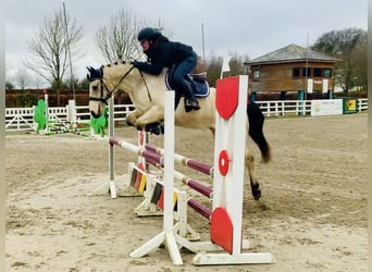 Connemara, Caballo castrado, 5 años, 148 cm, Bayo