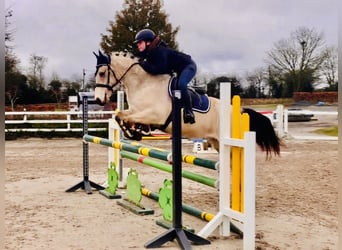 Connemara, Caballo castrado, 5 años, 148 cm, Bayo