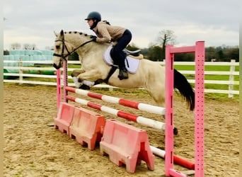 Connemara, Caballo castrado, 5 años, 148 cm, Bayo